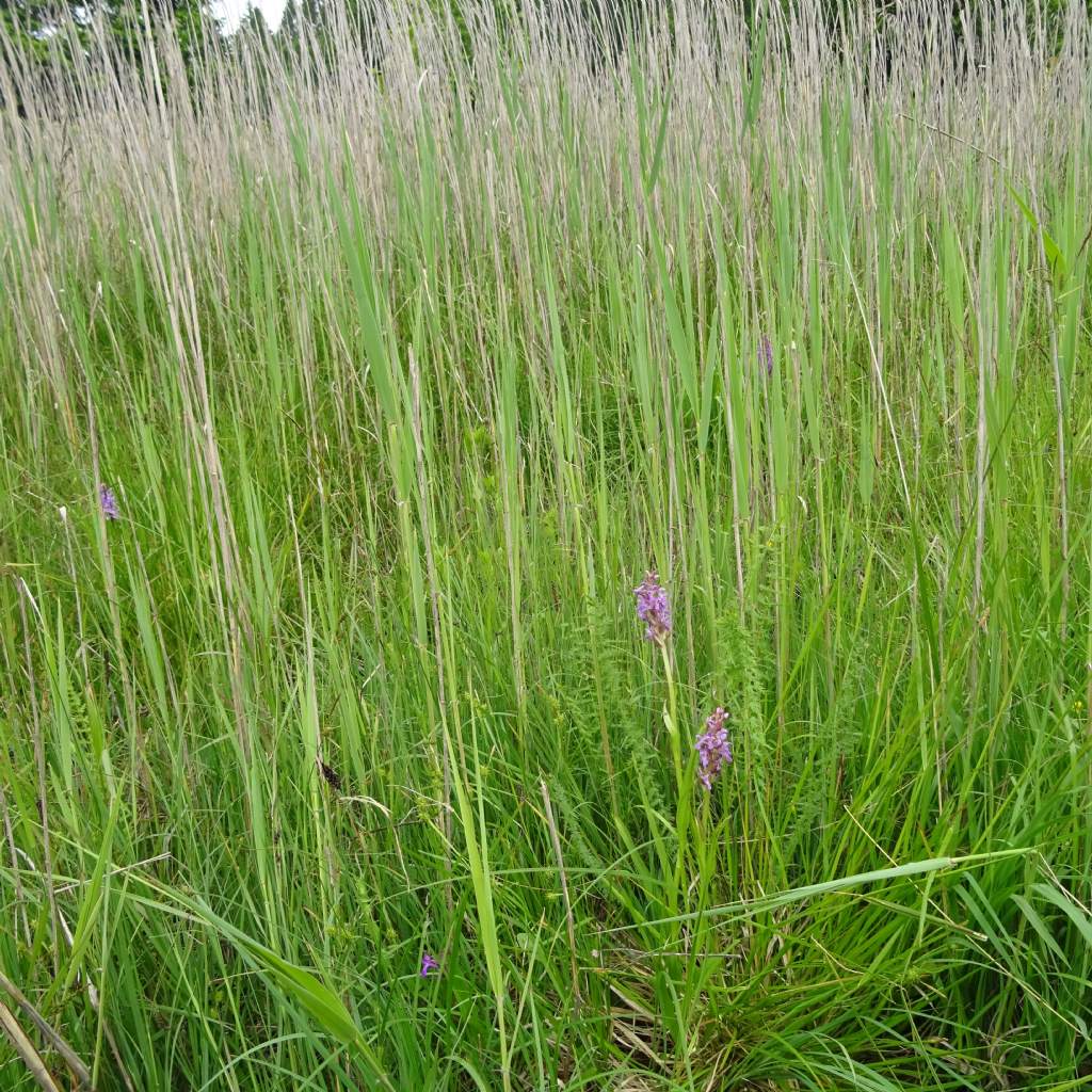 Dactylorhiza incarnata subsp. incarnata